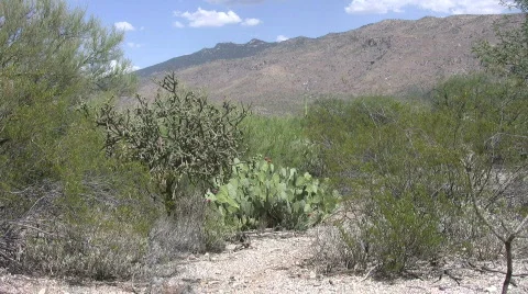 Desert with prickley pear Stock Footage 500636