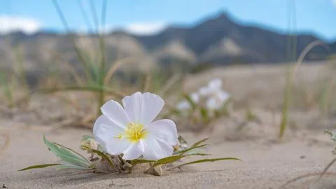 Desert Prim Rose in Desert with mountain in background Stock Photos