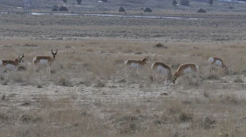 Desert Pronghorns Fighting Stock Footage 61451043