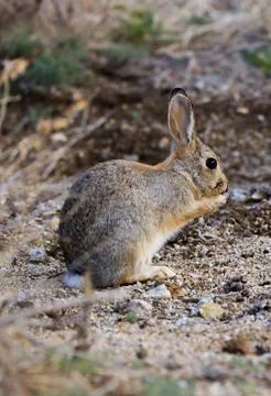 Desert rabbit Stock Photos