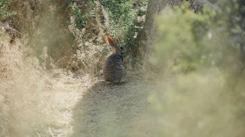 Desert Rabbit Scurrying Away 4k Stock Footage 79662677