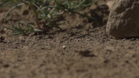 Desert rain water drops impacting dirt slow motion macro Stock Footage 71111656
