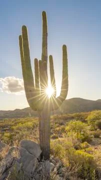 Desert Rays 스톡 사진