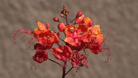 Desert red flower Stock Footage 97207654