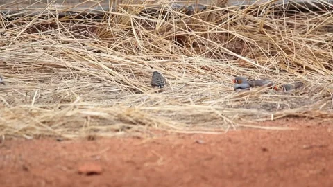 Desert Redhead finch 스톡 동영상 262927261
