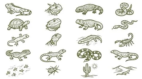 Desert reptile and insect vector set for wildlife and ecosystem illustrations イラスト素材