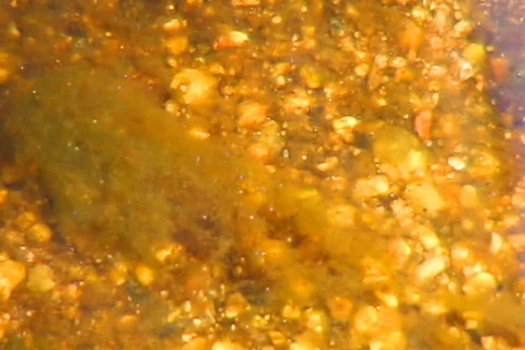 Desert River moving moss Stock Footage 655455