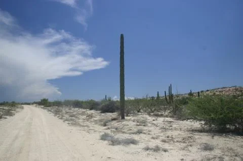 Desert Road &amp; Cactus Stock Photos