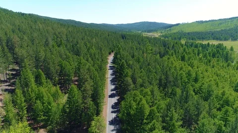 Desert road in the forest Stock Footage 88066822