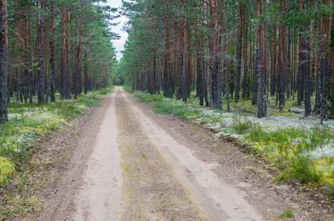 A desert road passing through a pine forest Stock Photos