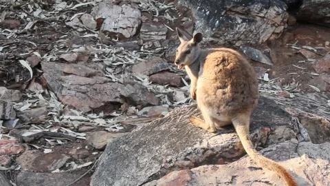 Desert Rock Wallaby Stock Footage 264552864