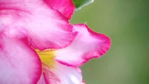 Desert Rose Flower Close up 스톡 동영상 151232800