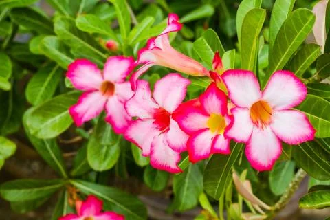 Desert rose flower Stock Photos