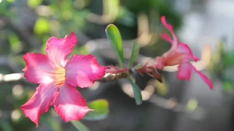 Desert Rose Flowers 库存影片 10610252