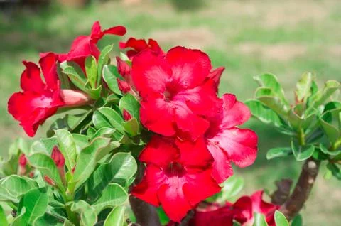 Desert rose flowers Stock Photos