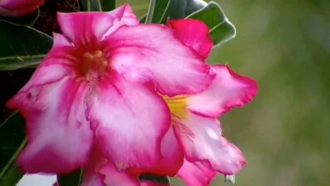 Desert Rose 스톡 동영상 151232792