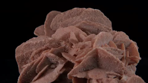 Desert Rose Vídeo Stock 333217507