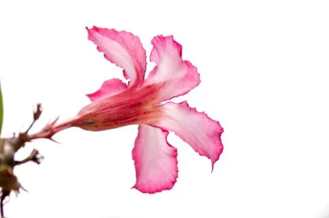 Desert rose isolate Stock Photos