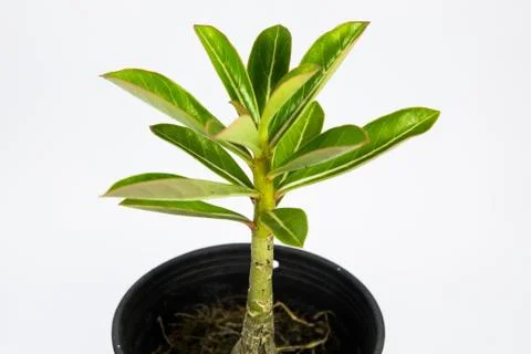 Desert rose Stock Photos