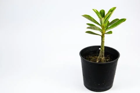 Desert Rose Stock Photos