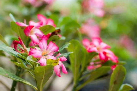 Desert rose Stock Photos