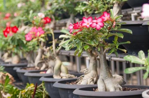 Desert rose Stock Photos