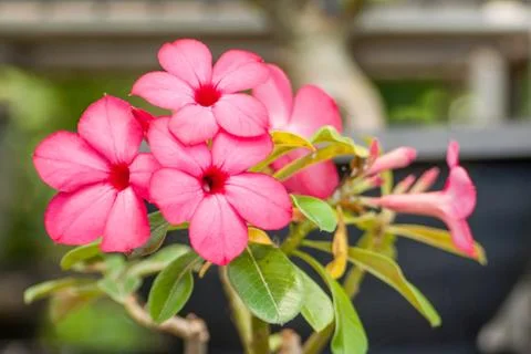 Desert rose Stock Photos