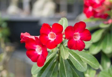 Desert rose Stock Photos