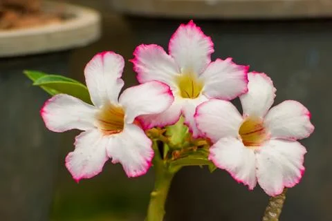 Desert rose Stock Photos