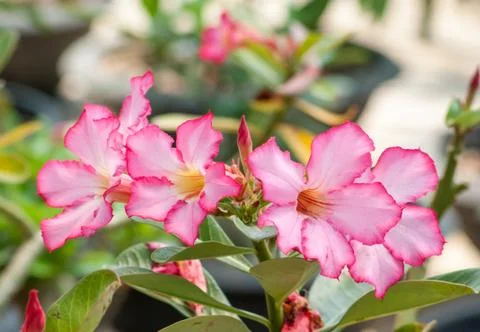 Desert rose Stock Photos