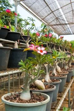 Desert rose Stock Photos