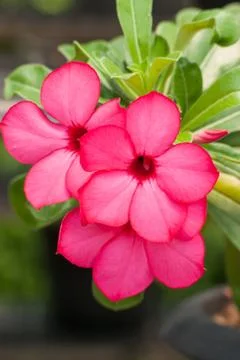 Desert rose Stock Photos