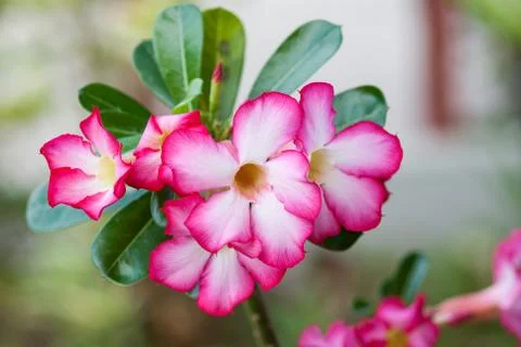 Desert rose Stock Photos