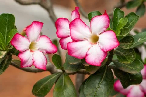Desert rose Stock Photos