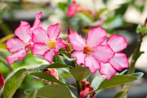 Desert rose Stock Photos