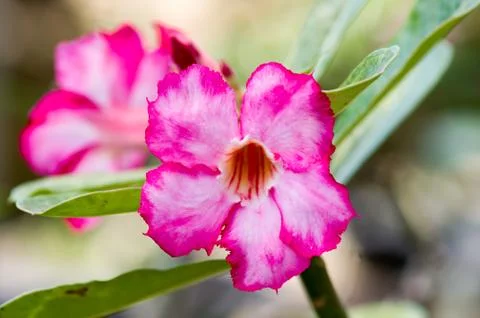 Desert rose Stock Photos