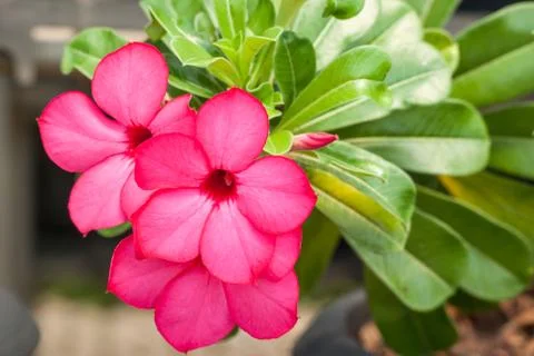 Desert rose Stock Photos