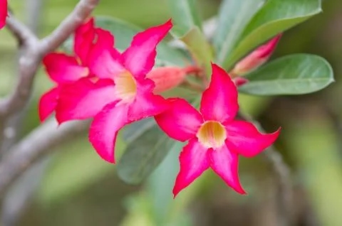 Desert rose Stock Photos