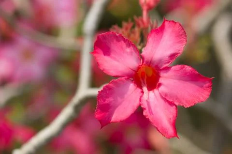 Desert rose Stock Photos