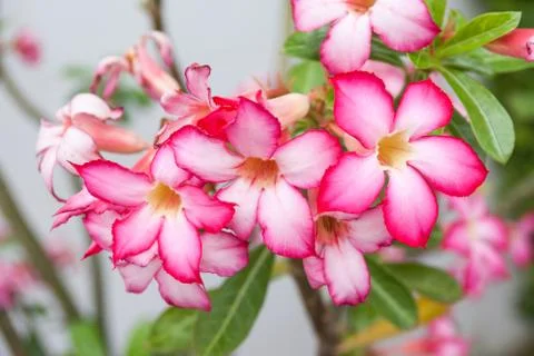 Desert rose Stock Photos