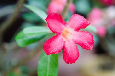 Desert rose Stock-Fotos
