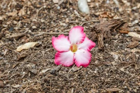 Desert rose Foto stock