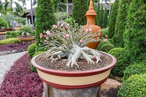 Desert rose Foto stock