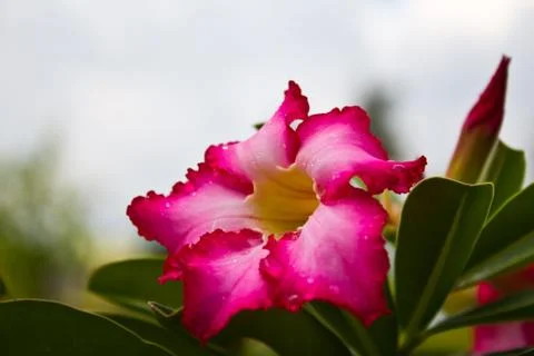 Desert rose Stock Photos
