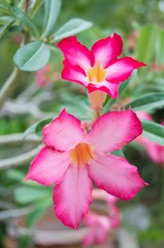 Desert rose Stock Photos