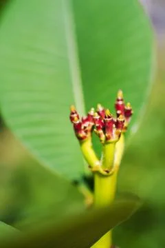 Desert rose Stock Photos