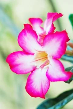 Desert rose Stock Photos