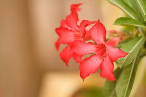Desert rose Stock Photos