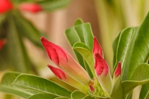 Desert rose Stock Photos