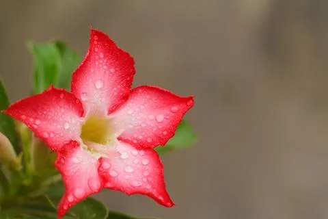 Desert rose Stock Photos